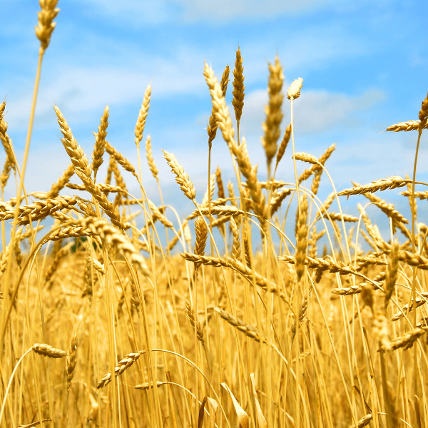 Wheat crop on agricultural land.