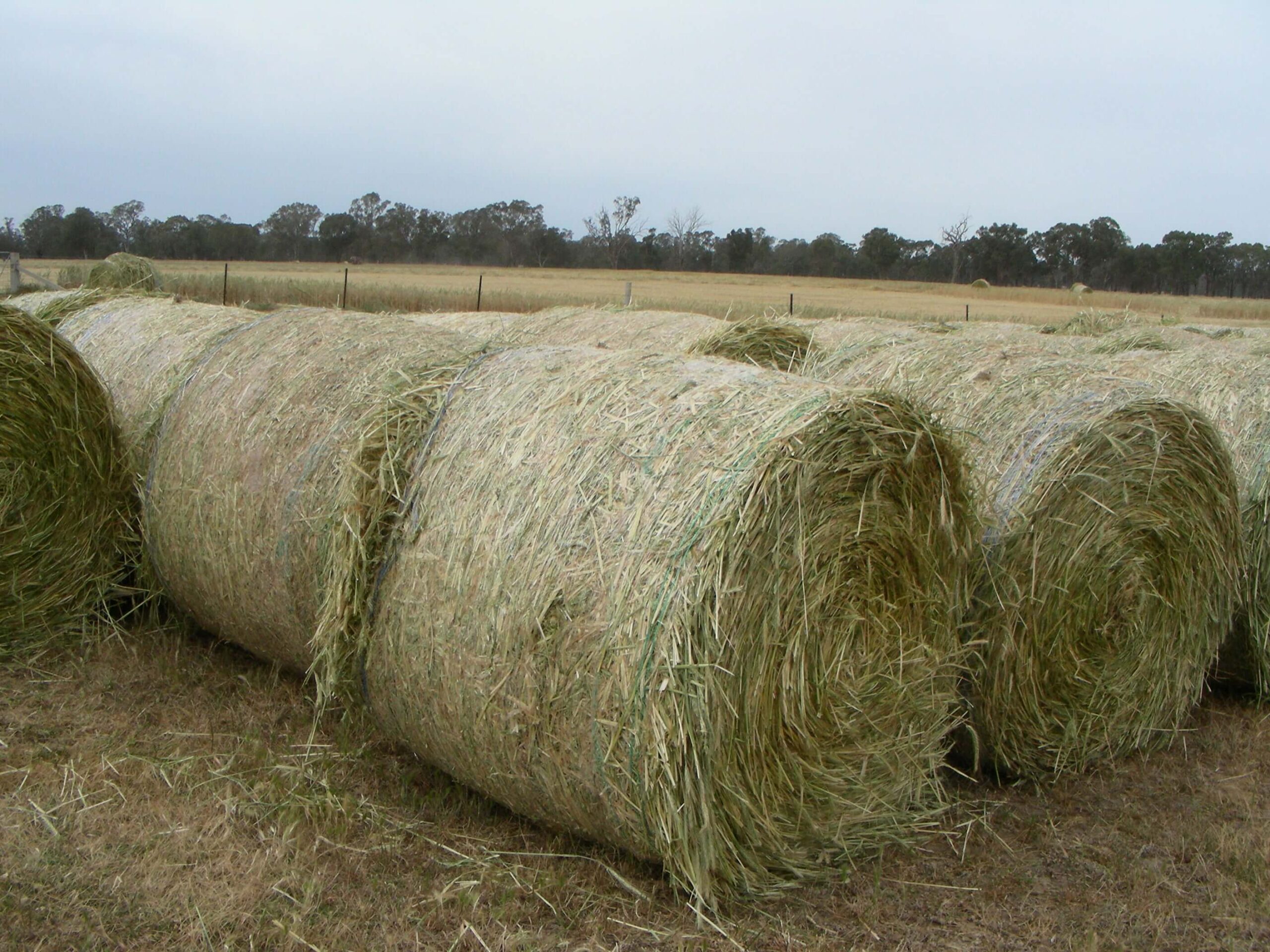 Round bales of hay - agricultural copywriter, Crystal Lobban.